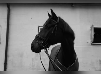 Ukrainer Mix, Wallach, 12 Jahre, 170 cm, Brauner