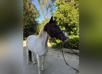 Ukrainer, Wallach, 18 Jahre, 163 cm, Schecke