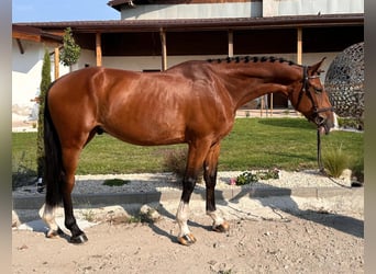 Ukrainer, Wallach, 7 Jahre, 165 cm, Rotbrauner