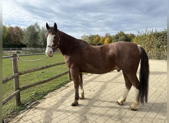 Ukrainian Riding Horse, Gelding, 12 years, 15,3 hh, Brown