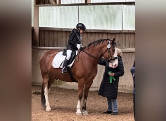 Ukrainian Riding Horse, Gelding, 12 years, 15,3 hh, Brown
