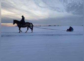 Ukrainian Riding Horse, Gelding, 12 years, 15,3 hh, Brown
