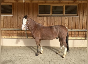Ukrainian Riding Horse, Gelding, 12 years, 15,3 hh, Brown