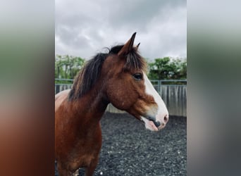 Ukrainian Riding Horse, Gelding, 12 years, 15,3 hh, Brown