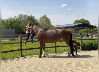 Ukrainian Riding Horse, Gelding, 12 years, 15,3 hh, Brown