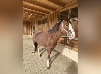 Ukrainian Riding Horse, Gelding, 12 years, 15,3 hh, Brown
