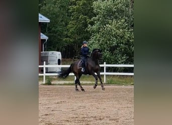 Ukrainian Riding Horse, Gelding, 12 years, 17 hh, Bay-Dark