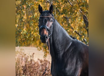 Ukrainian Riding Horse, Gelding, 12 years, 17 hh, Bay-Dark