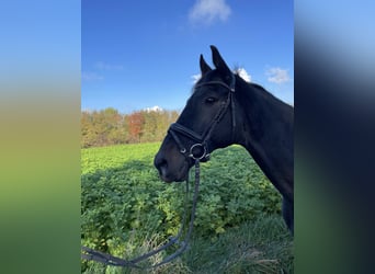 Ukrainian Riding Horse, Gelding, 14 years, 16 hh, Black