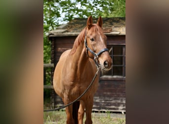 Ukrainian Riding Horse, Gelding, 14 years, 16 hh, Chestnut-Red