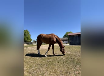 Ukrainian Riding Horse, Gelding, 14 years, 16 hh, Chestnut-Red