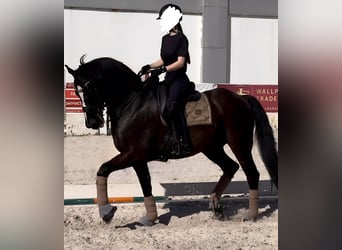 Ukrainian Riding Horse, Gelding, 18 years, 16 hh, Black