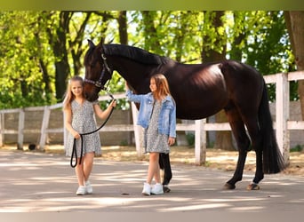 Ukrainian Riding Horse, Gelding, 4 years, 16.1 hh, Bay