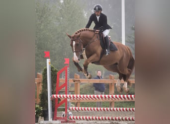 Ukrainian Riding Horse, Gelding, 4 years, 16,3 hh, Chestnut