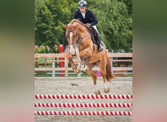 Ukrainian Riding Horse, Gelding, 4 years, 16,3 hh, Chestnut