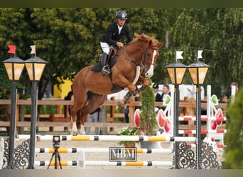 Ukrainian Riding Horse, Gelding, 4 years, 16,3 hh, Chestnut