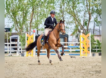 Ukrainian Riding Horse, Gelding, 5 years, 15.1 hh, Bay
