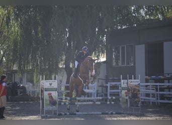 Ukrainian Riding Horse, Gelding, 5 years, 16,3 hh, Chestnut