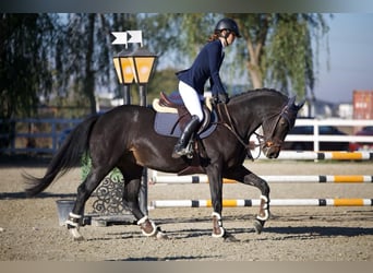 Ukrainian Riding Horse, Gelding, 5 years, 16 hh, Bay-Dark