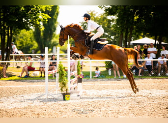 Ukrainian Riding Horse, Gelding, 5 years, 16 hh, Chestnut-Red
