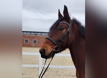 Ukrainian Riding Horse, Gelding, 6 years, 14,2 hh, Brown