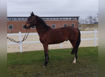 Ukrainian Riding Horse, Gelding, 6 years, 14,2 hh, Brown