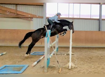 Ukrainian Riding Horse Mix, Gelding, 6 years, 16.1 hh, Bay-Dark