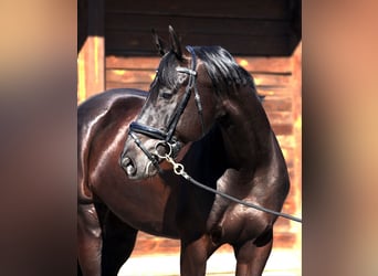 Ukrainian Riding Horse, Gelding, 6 years, 16.2 hh, Black