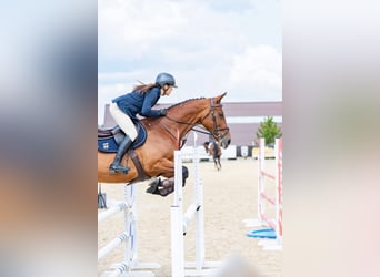 Ukrainian Riding Horse, Gelding, 6 years, 16 hh, Bay