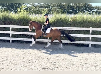 Ukrainian Riding Horse, Gelding, 7 years, 16,1 hh, Bay