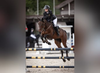 Ukrainian Riding Horse, Gelding, 8 years, 16,1 hh, Chestnut