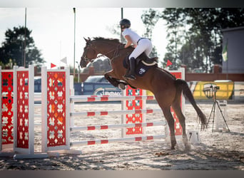 Ukrainian Riding Horse, Gelding, 8 years, 16,1 hh, Chestnut