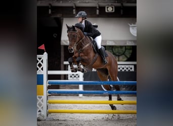 Ukrainian Riding Horse, Gelding, 8 years, 16,1 hh, Chestnut