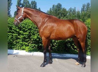 Ukrainian Riding Horse, Gelding, 8 years, 17,1 hh, Brown