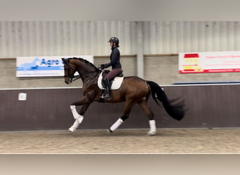 Ukrainian Riding Horse, Gelding, 8 years, 17 hh, Bay