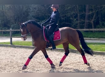 Ukrainian Riding Horse, Gelding, 9 years, 16 hh, Brown
