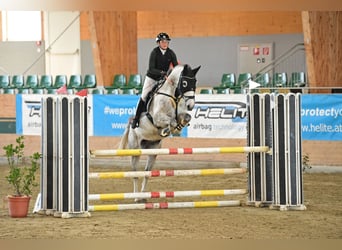 Ukrainian Riding Horse, Gelding, 9 years, 16,2 hh, Grey