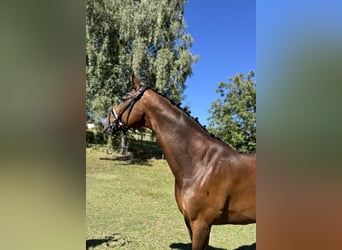 Ukrainian Riding Horse, Gelding, 9 years, 17.1 hh, Brown