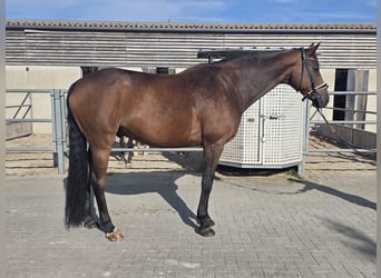 Ukrainian Riding Horse, Gelding, 9 years, 17.1 hh, Brown