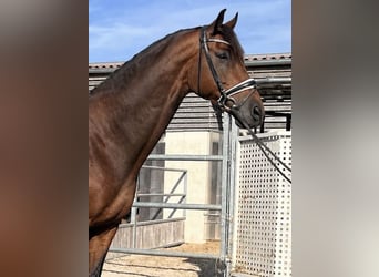 Ukrainian Riding Horse, Gelding, 9 years, 17.1 hh, Brown