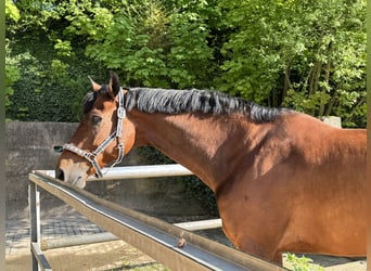 Ukrainian Riding Horse, Gelding, 9 years, 17.1 hh, Brown