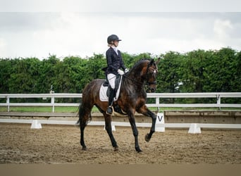 Ukrainian Riding Horse, Gelding, 9 years, Bay-Dark