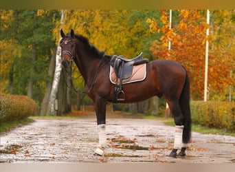 Ukrainian Riding Horse, Gelding, 9 years, Bay-Dark