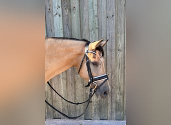 Ukrainian Riding Horse, Mare, 10 years, 14,2 hh, Dun