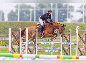 Ukrainian Riding Horse, Mare, 10 years, 16 hh, Chestnut-Red