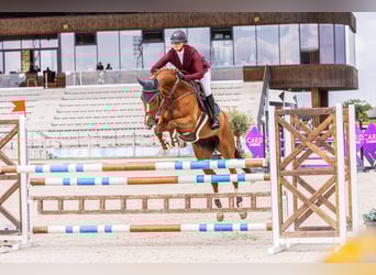 Ukrainian Riding Horse, Mare, 10 years, 16 hh