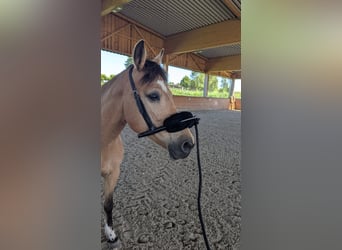 Ukrainian Riding Horse, Mare, 11 years, 14,2 hh, Dun