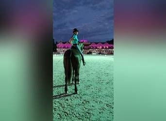 Ukrainian Riding Horse, Mare, 13 years, 17 hh, Red Dun