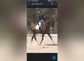 Ukrainian Riding Horse, Mare, 13 years, 17 hh, Red Dun