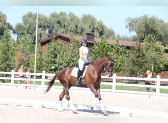 Ukrainian Riding Horse, Mare, 13 years, 17 hh, Red Dun